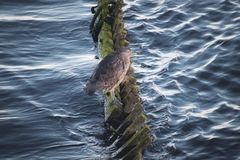 Nycticorax nycticorax obscurus