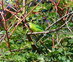 Chloropsis kinabaluensis
