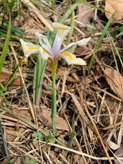 Iris proantha