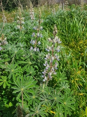 Lupinus palaestinus