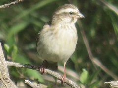 Crithagra reichenowi