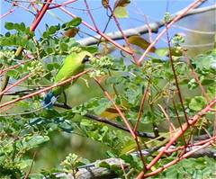 Chloropsis kinabaluensis