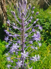 Scilla hyacinthoides