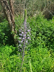 Scilla hyacinthoides