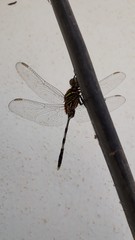 Orthetrum sabina