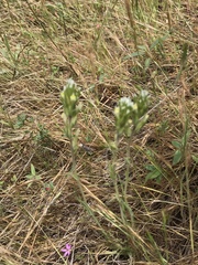 Castilleja attenuata