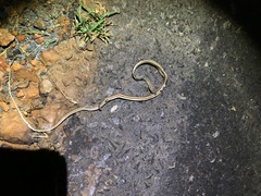 Psammophis leightoni