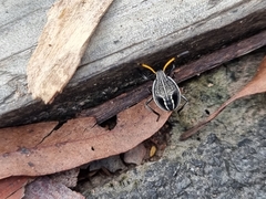 Poecilometis strigatus