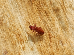 Platisus angusticollis
