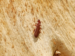 Platisus angusticollis