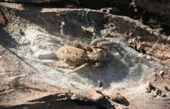 Plexippina