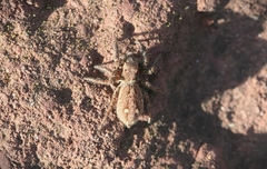 Plexippina