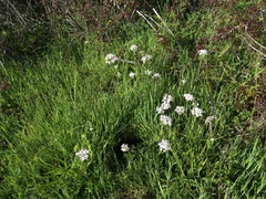 Allium amplectens