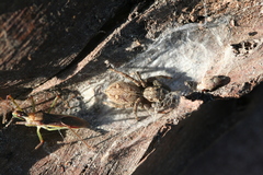 Plexippina