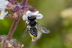 Megachile obtusa