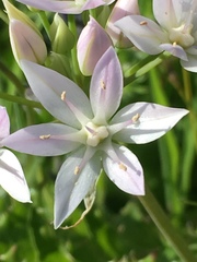 Allium amplectens