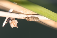 Ecnomidae