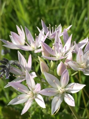 Allium amplectens