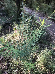 Pimelea axiflora