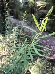 Pimelea axiflora