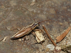 Temnosternus planiusculus