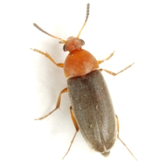 Pentaria dispar