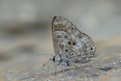 Niphanda asialis