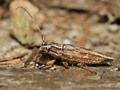 Temnosternus planiusculus