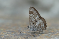 Niphanda asialis