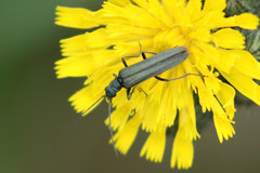 Oedemera lurida