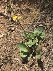 Senecio aronicoides