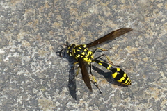 Phimenes flavopictus flavopictus