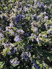 Ceanothus rigidus