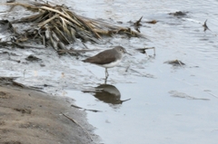 Tringa ochropus