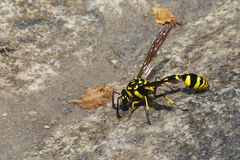 Phimenes flavopictus flavopictus