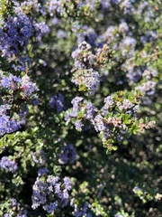 Ceanothus rigidus