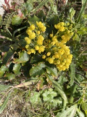 Berberis pinnata pinnata