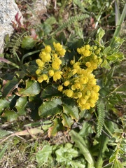 Berberis pinnata pinnata