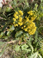 Berberis pinnata pinnata