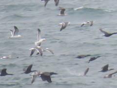 Urile penicillatus