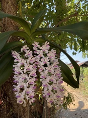 Rhynchostylis