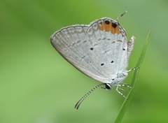 Everes lacturnus