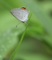 Everes lacturnus