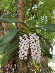 Rhynchostylis