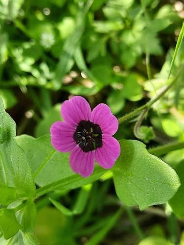 Geranium ocellatum