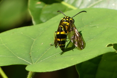 Phimenes flavopictus flavopictus