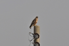 Buteo japonicus
