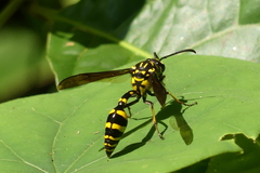 Phimenes flavopictus flavopictus