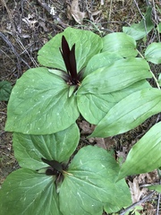 Trillium angustipetalum