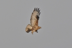 Buteo japonicus